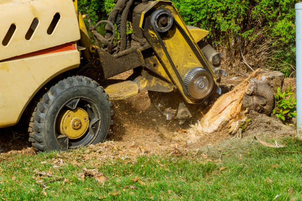 How Our Tree Care Process Works  in  Truman, MN